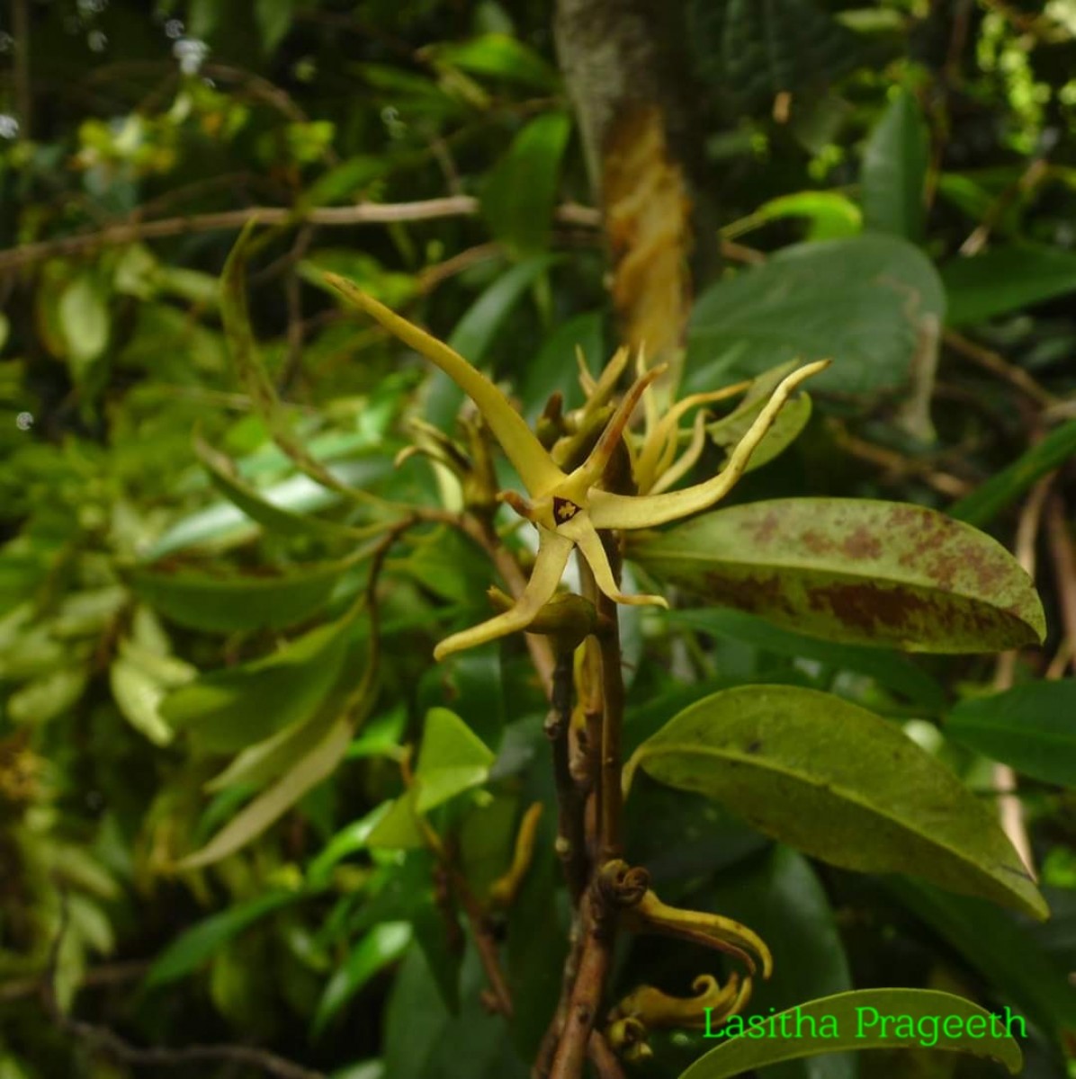 Xylopia patoniae I.M.Turner